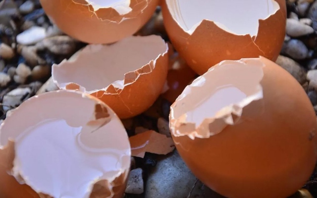 skorupki-jajek-naturalny-nawoz
