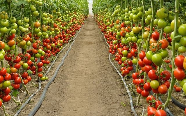 Czym Nawozić Pomidory ?