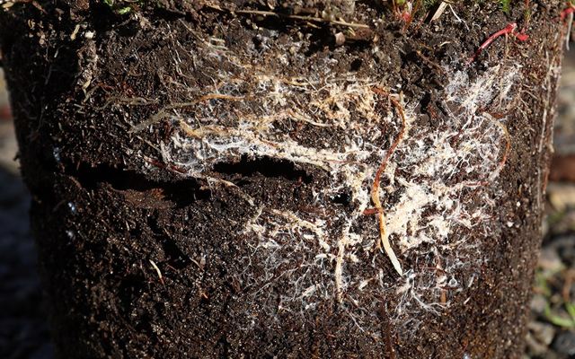 Symbioza W Podziemnym Świecie: Mikoryza i Jej Magiczne Wpływy na Ogród