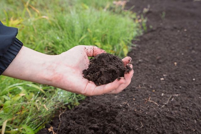 7 Naturalnych Sposobów na Poprawę Jakości Gleby w Twoim Ogrodzie