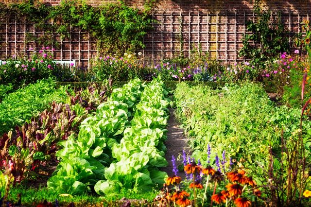 Ogrody warzywne: porady dotyczące uprawy warzyw w ogrodzie