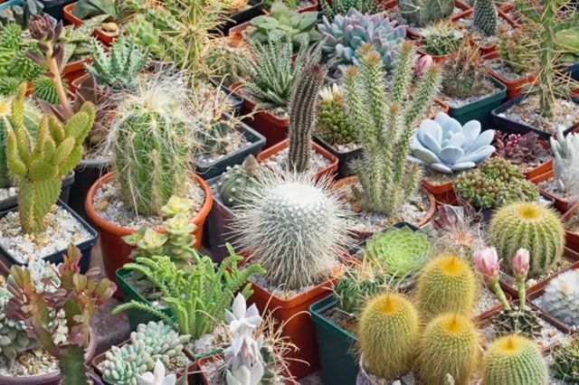Kaktusy i sukulenty - jak zadbać o nie w domu i ogrodzie