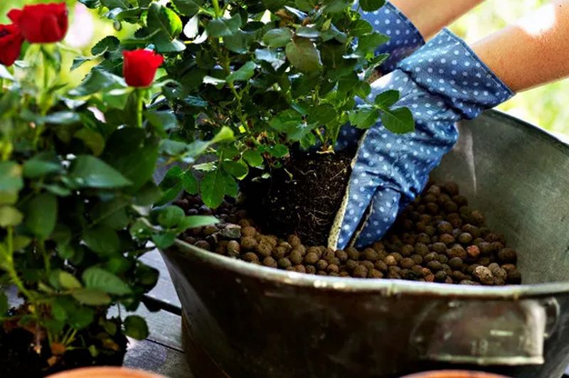 Keramzyt ogrodniczy: rewolucyjne rozwiązanie dla twojego ogrodu