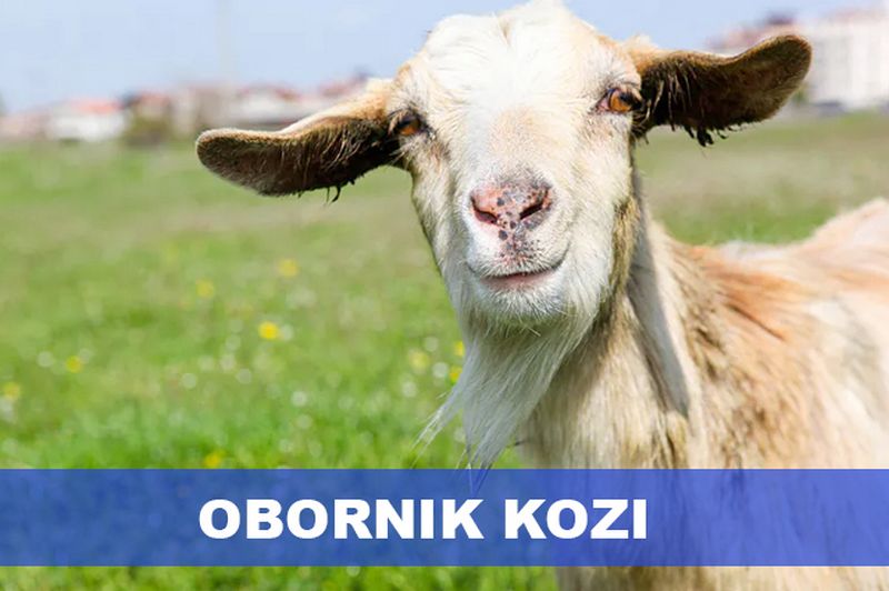 Obornik kozi – naturalny nawóz dla Twojego ogrodu