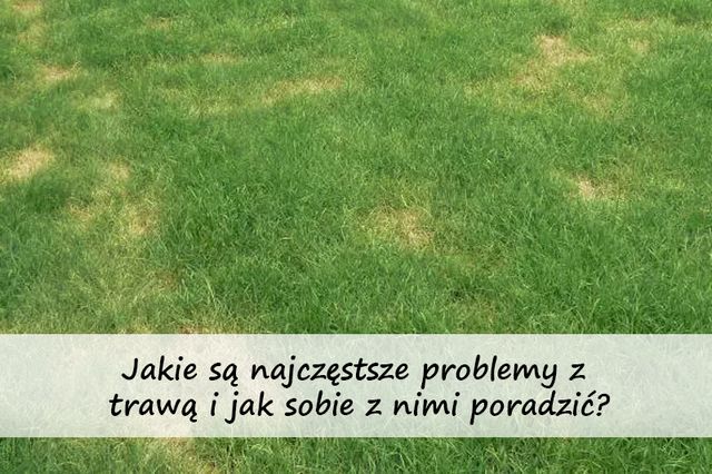 Jakie są najczęstsze problemy z trawą i jak sobie z nimi poradzić?