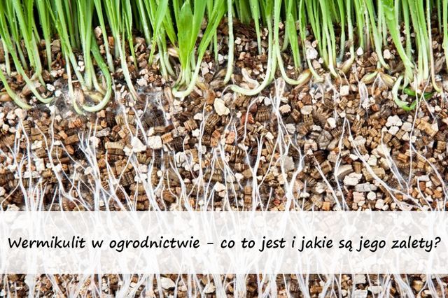 Wermikulit w ogrodnictwie - co to jest i jakie są jego zalety?