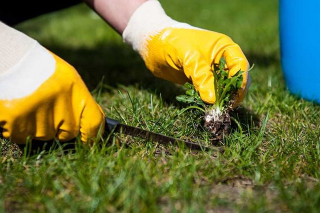 Zabiegi pielegnacyjne trawnika o które warto dbać