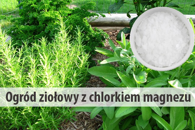 Ogród ziołowy z chlorkiem magnezu - jakie zioła najlepiej rosną w glebie wzbogaconej o chlorek magnezu i jakie korzyści zdrowotn