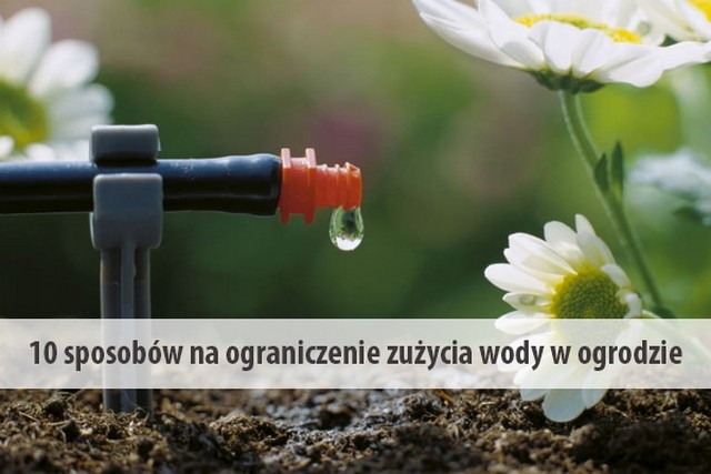 10 sposobów na ograniczenie zużycia wody w ogrodzie