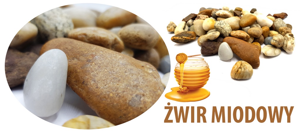 zwirek-miodowy-ogrodowy-ozdobny