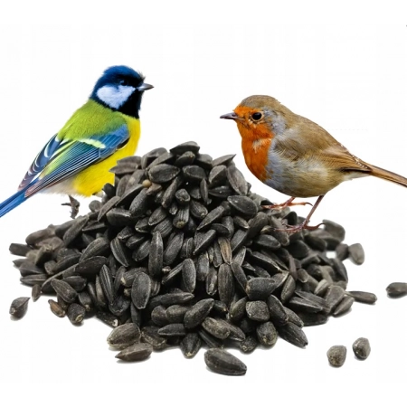 Słonecznik czarny karma dla ptaków