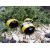 pszczoly-wykonane-z-kamienia-dekoracja-ogrodowa